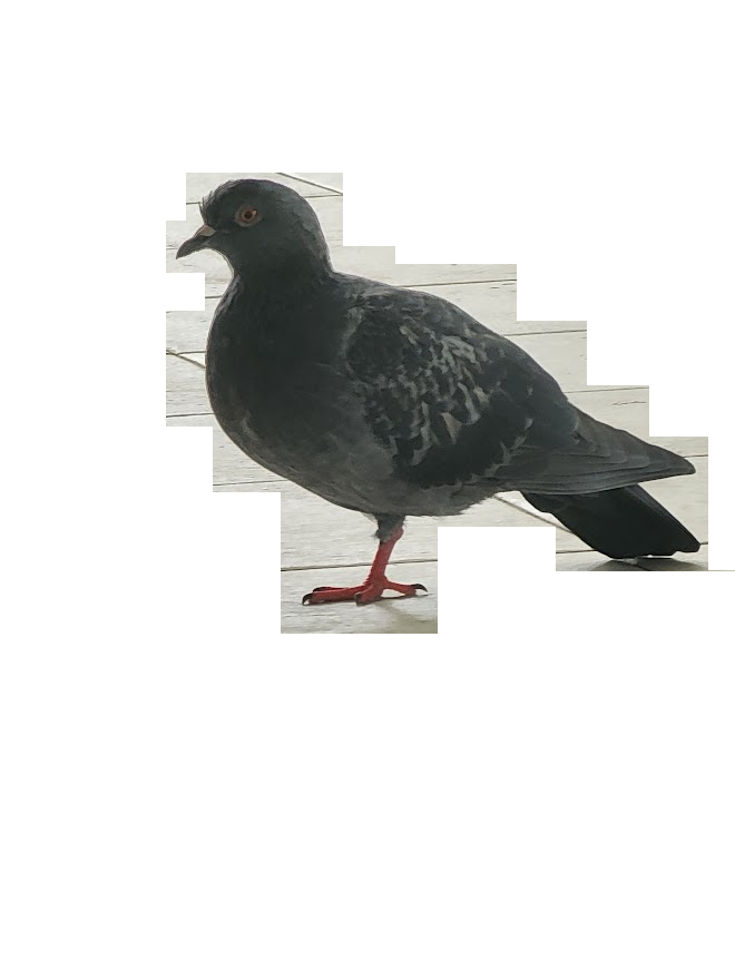 The one-legged pigeon of 25 Martin Place
